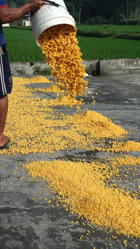 Corn kernels poured onto the floor Video stock 272589137