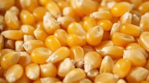 Corn kernels rotate  in close up Stock Footage 286240545