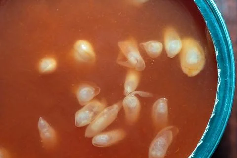 Corn kernels soaking in red liquid inside a glass jar for fermentation proces 스톡 사진