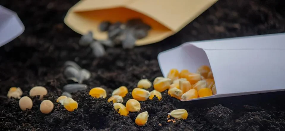 Corn kernels spilled on dark soil with paper container Stock Photos