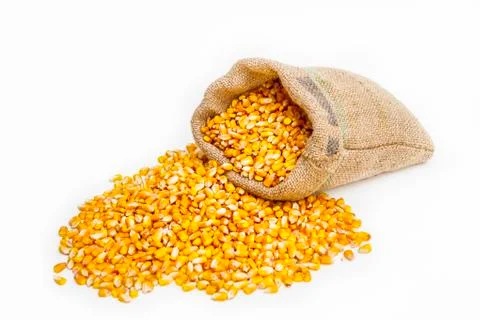 Corn kernels spilled on the ground with a filled sack of kernels behind Stock Photos