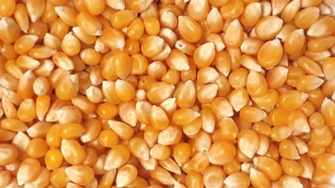Corn kernels spinning inside a white ceramic bowl. Stock Footage 160929569