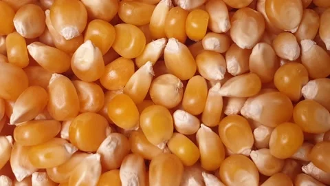 Corn kernels spinning inside a white ceramic bowl. Stock Footage 160929627