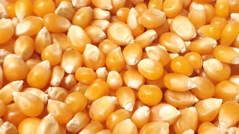 Corn kernels spinning inside a white ceramic bowl. Stock Footage 160929706