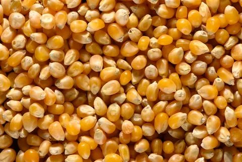 Corn kernels static top-down view in natural light with yellow and brown hu.. Stock Photos