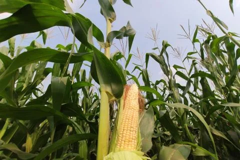 Corn with the kernels still attached to the cob on the stalk in organic corn  Foto stock