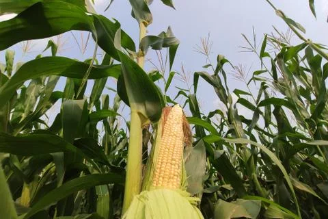 Corn with the kernels still attached to the cob on the stalk in organic corn  Stock Photos