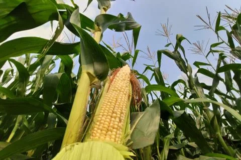 Corn with the kernels still attached to the cob on the stalk in organic corn  Stock Photos