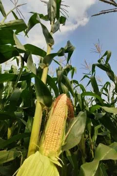 Corn with the kernels still attached to the cob on the stalk in organic corn  Stock Photos