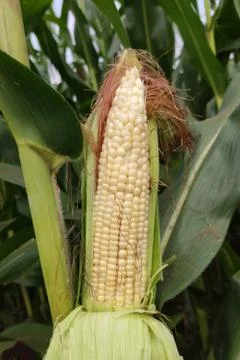 Corn with the kernels still attached to the cob on the stalk in organic corn  Stock Photos