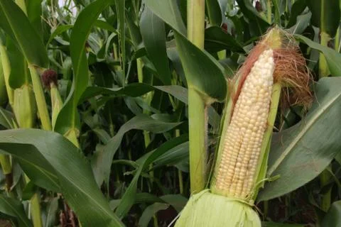 Corn with the kernels still attached to the cob on the stalk in organic corn  Foto stock
