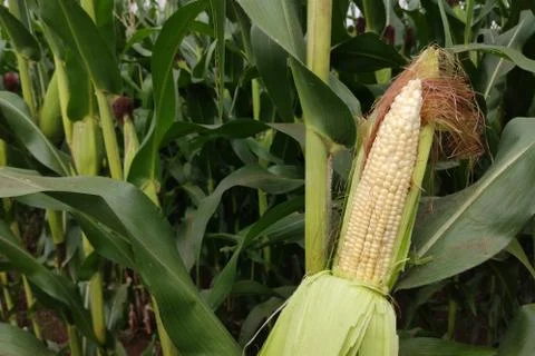 Corn with the kernels still attached to the cob on the stalk in organic corn  Stock Photos