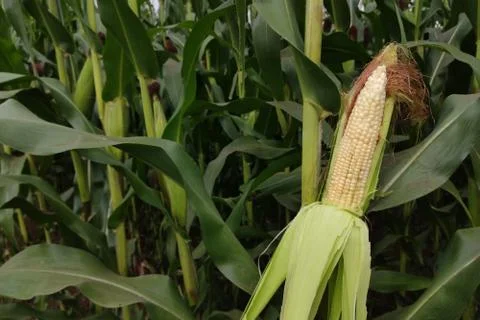 Corn with the kernels still attached to the cob on the stalk in organic corn  Foto stock