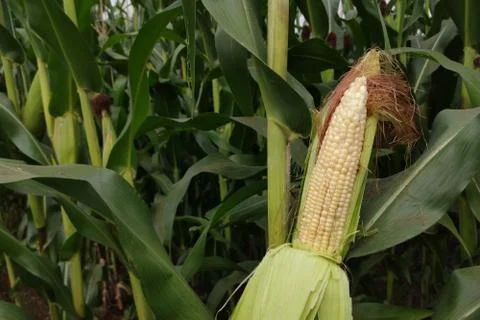 Corn with the kernels still attached to the cob on the stalk in organic corn  Stock Photos