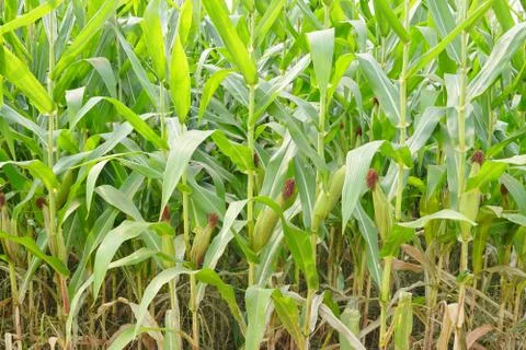 Corn with the kernels still attached to the cob on the stalk in organic corn  Stock-Fotos