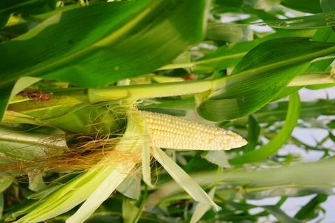 Corn with the kernels still attached to the cob on the stalk in organic corn  Stock Photos