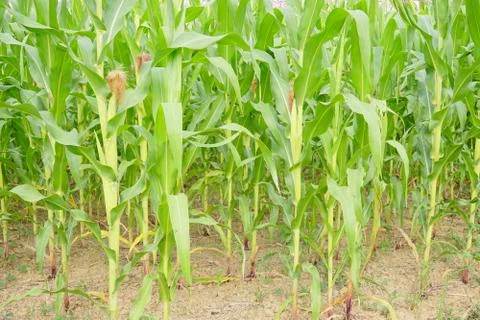 Corn with the kernels still attached to the cob on the stalk in organic corn  Stock Photos