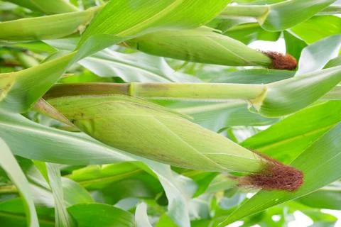 Corn with the kernels still attached to the cob on the stalk in organic corn  Stock-Fotos