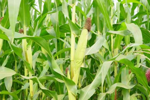 Corn with the kernels still attached to the cob on the stalk in organic corn  Foto stock