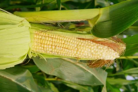 Corn with the kernels still attached to the cob on the stalk in organic corn  Fotos de archivo