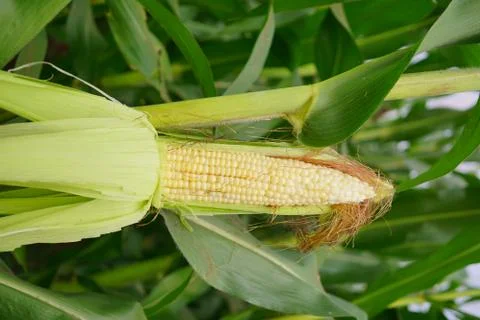 Corn with the kernels still attached to the cob on the stalk in organic corn  Stock Photos