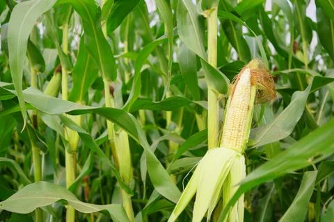 Corn with the kernels still attached to the cob on the stalk in organic corn  Foto stock