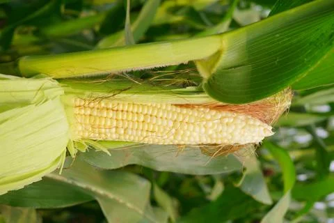 Corn with the kernels still attached to the cob on the stalk in organic corn  Stock-Fotos
