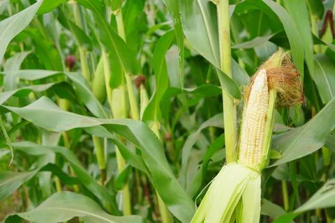 Corn with the kernels still attached to the cob on the stalk in organic corn  Stock Photos