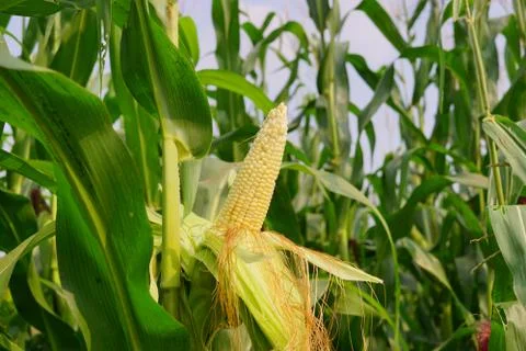 Corn with the kernels still attached to the cob on the stalk in organic corn  Fotos Stock
