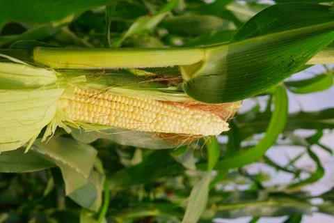 Corn with the kernels still attached to the cob on the stalk in organic corn  Stock Photos