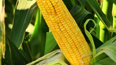 Corn kernels on a stump in the field during the filling period Stock Footage 146795216