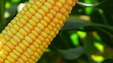 Corn kernels on a stump in the field during the filling period Stock Footage 146795217