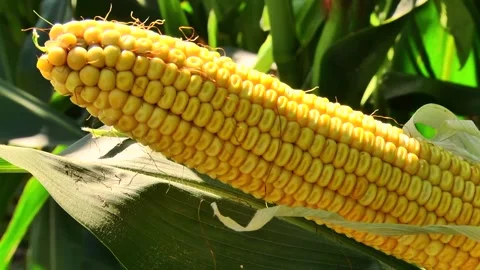 Corn kernels on a stump in the field during the filling period Stock Footage 146795218