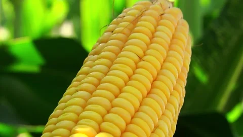 Corn kernels on a stump in the field during the filling period Stock Footage 146795219
