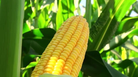 Corn kernels on a stump in the field during the filling period Stock Footage 146795221