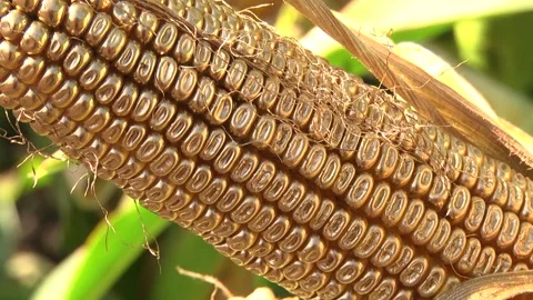 Corn kernels on a stump in the field during the filling period Stock Footage 146795269