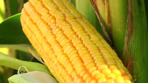 Corn kernels on a stump in the field during the filling period Stock Footage 146795271