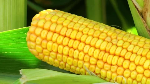 Corn kernels on a stump in the field during the filling period Stock Footage 146795272