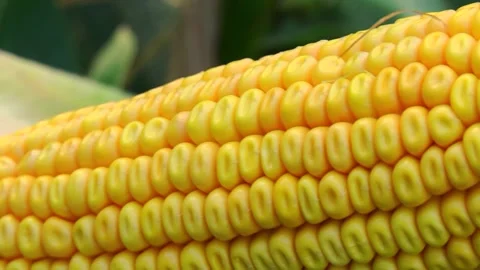 Corn kernels on a stump in the field during the filling period Stock Footage 146795273