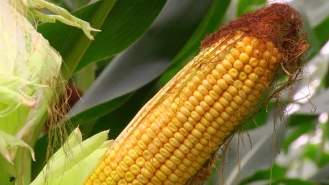 Corn kernels on a stump in the field during the filling period Stock Footage 146795277