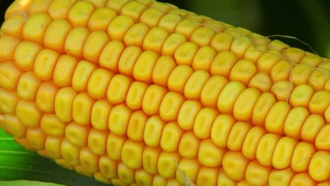 Corn kernels on a stump in the field during the filling period Stock Footage 146795302