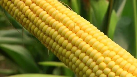 Corn kernels on a stump in the field during the filling period Stock Footage 146795306