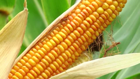 Corn kernels on a stump in the field during the filling period Stock-Footage 146795307