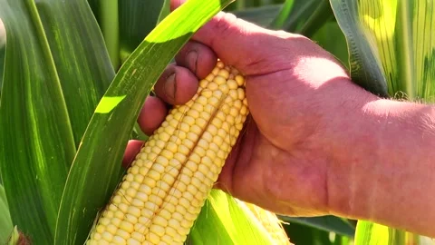 Corn kernels on a stump in the field during the filling period Stock-Footage 146795314