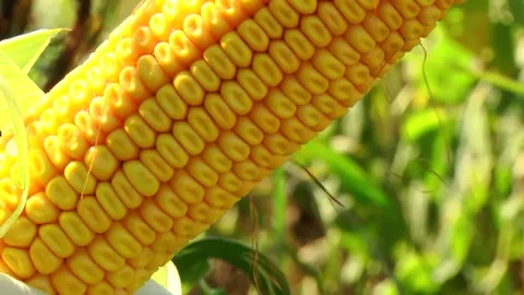 Corn kernels on a stump in the field during the filling period Stock Footage 146795344