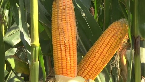 Corn kernels on a stump in the field during the filling period Stock Footage 146795346