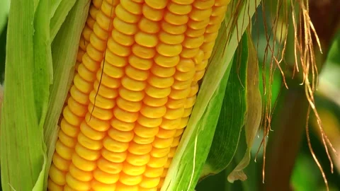 Corn kernels on a stump in the field during the filling period Stock Footage 146795351
