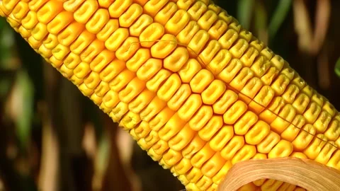 Corn kernels on a stump in the field during the filling period Stock Footage 146795363