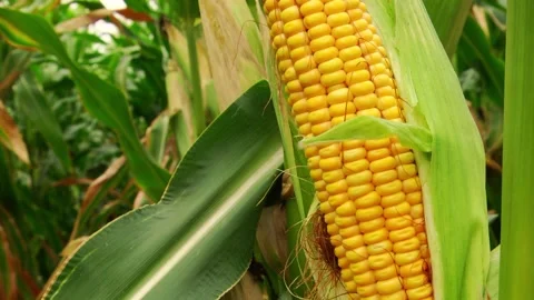Corn kernels on a stump in the field during the filling period Stock Footage 146795368