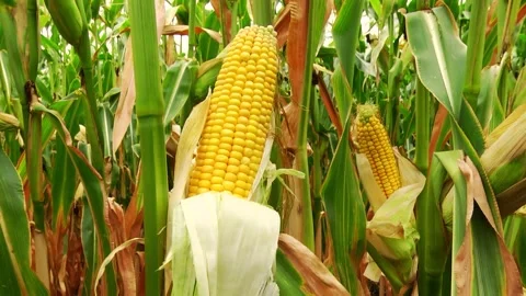 Corn kernels on a stump in the field during the filling period Stock Footage 146795390